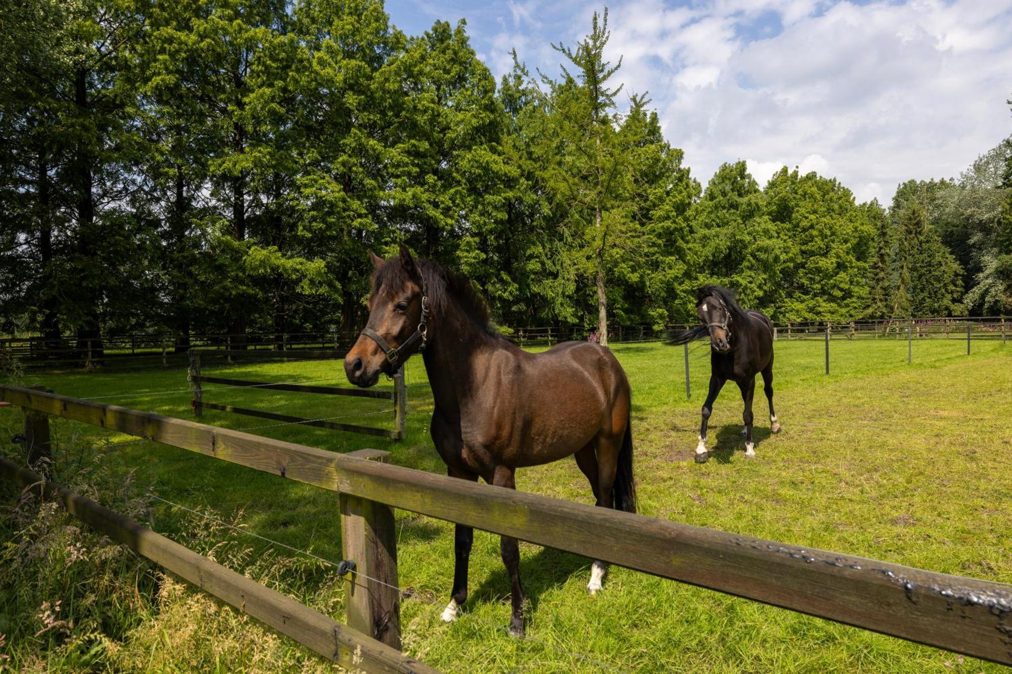 Luxe Hofstede Met Paardenstalling